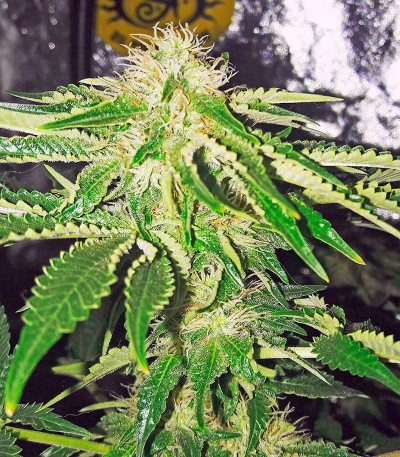 Dinachem fem семена конопли