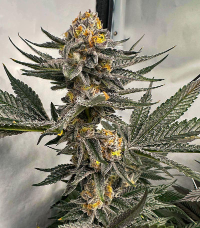 Gelato #45 fem (Barney's Farm) семена конопли