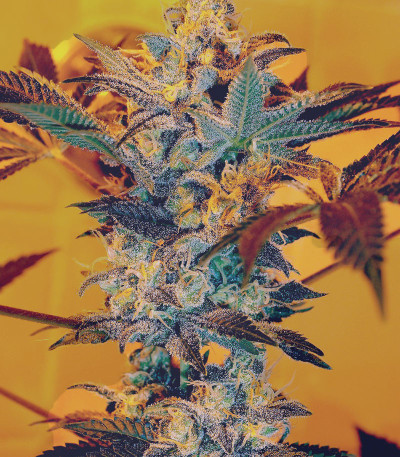 Kaya 47 fem (Advanced Seeds) семена конопли