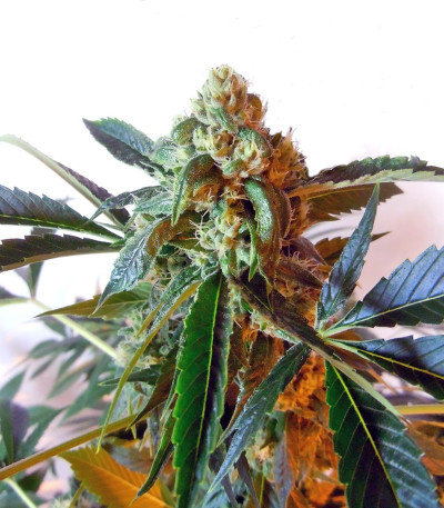 Сорт конопли Laughing Buddha