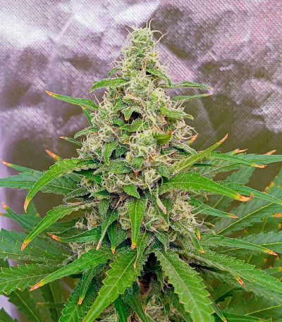 Papaya Zoap F1 Fast Version fem (Sweet Seeds) семена конопли