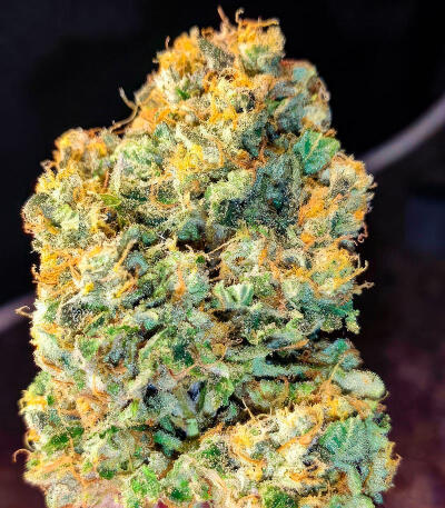 Sour MAC F1 fem (Seedkeepers) семена конопли