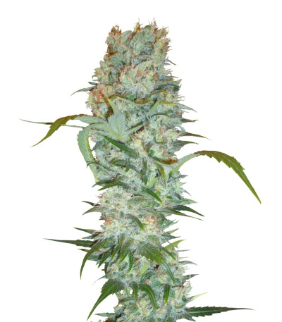 White Russian fem (Serious Seeds) семена конопли