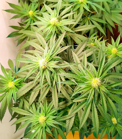 Семена конопли сорта White Widow