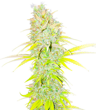 Candy Kush Fast Version fem (Easy Grow Seeds) семена конопли