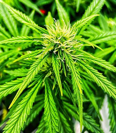 Green Gelato Automatic fem (RQS) семена конопли