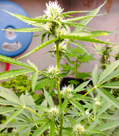 Original Moby Dick Auto fem (FastBuds) семена конопли