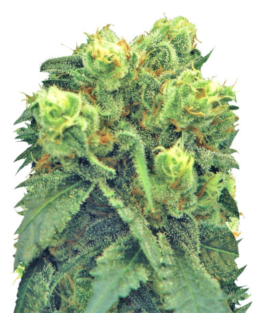 Pre-99 Big Bud fem семена конопли
