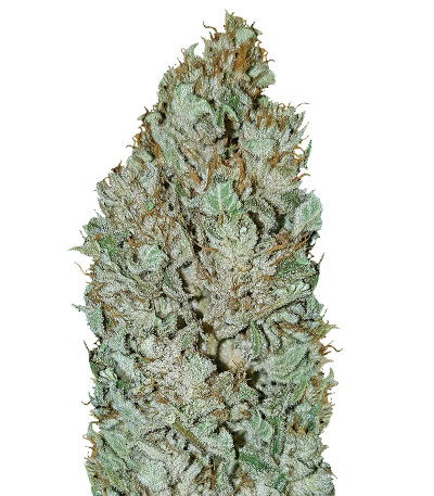 Royal Gorilla fem (Royal Queen Seeds) семена конопли
