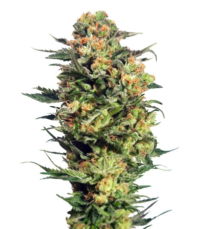 Семена Armata Skunk шишки