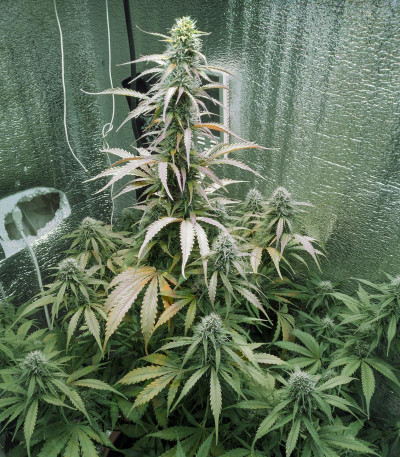 Auto Super Hash fem (Pyramid Seeds) семена конопли