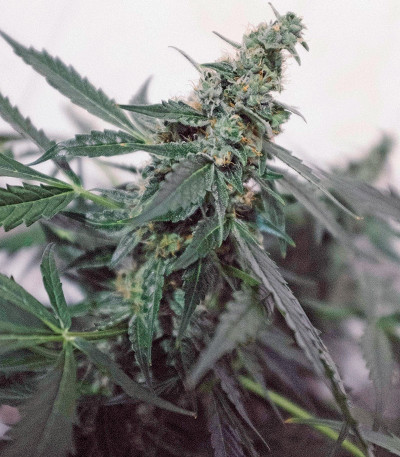 Auto Mazar fem (Dutch Passion) семена конопли