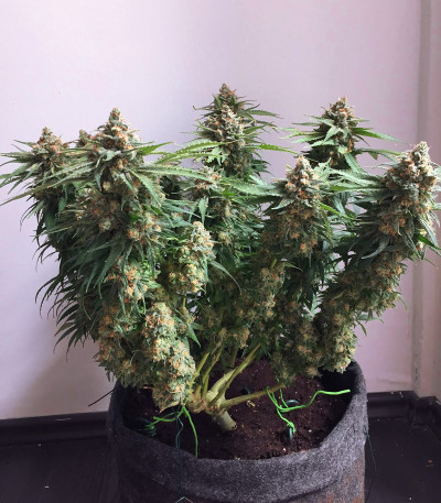 Delicious Cookies fem (Delicious Seeds) семена конопли