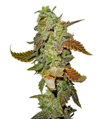 Diesel fem (Dinafem Seeds) семена конопли
