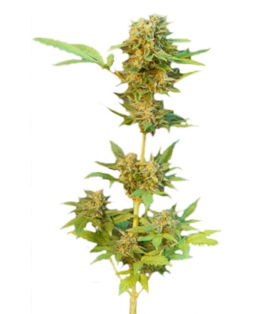 Flash Auto fem семена конопли