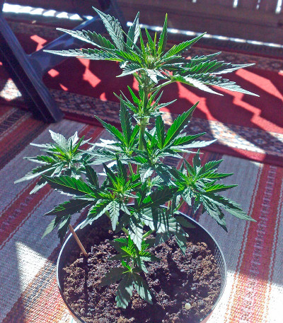 Flash Auto fem семена конопли