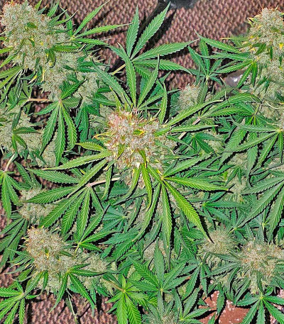 Grandmommy Purple Auto fem (Herbies Seeds) семена конопли