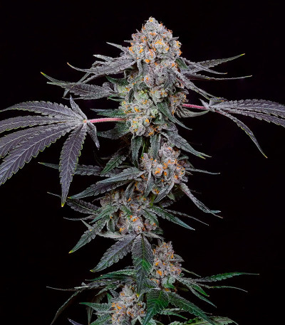 High Society fem (Compound Genetics) семена конопли