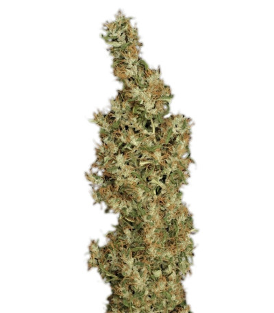 Kali Mist reg (Serious Seeds) семена конопли