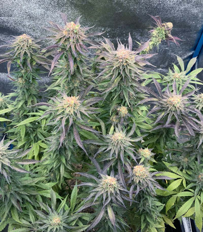 Mimosa X Orange Punch fem (Barney's Farm) семена конопли