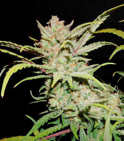 Pineapple Express Auto fem (FastBuds) семена конопли