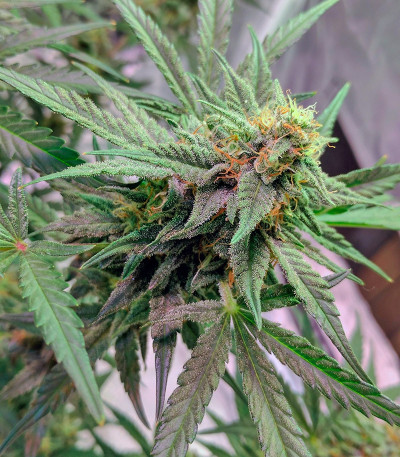 Roadrunner Autoflowering #2 fem семена конопли