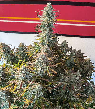 Apollo F1 Auto fem (RQS) семена конопли