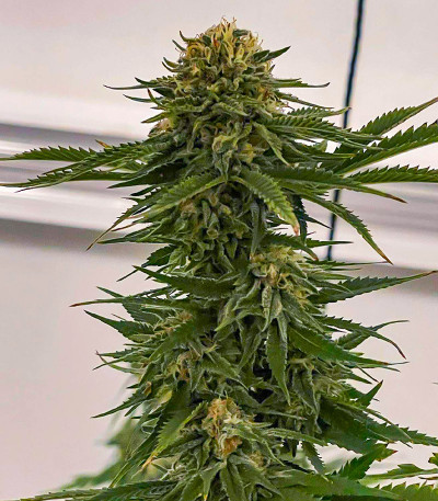 Lemon Cake Auto fem (High Speed ​​Buds) семена конопли