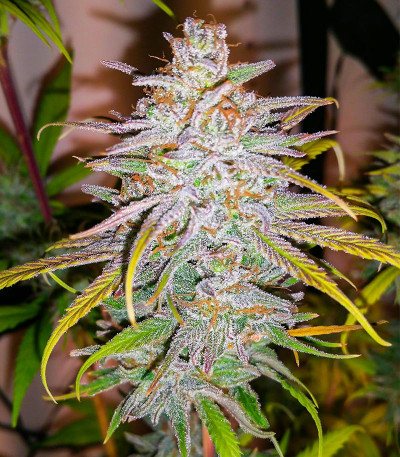 Monster Zkittles (Monster Genetics) семена конопли