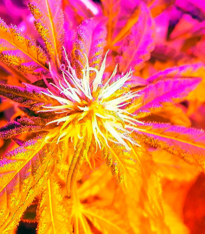 Aurora Indica regular (Nirvana Seeds) семена конопли