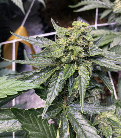 CBD Compassion fem (Dutch Passion) семена каннабиса