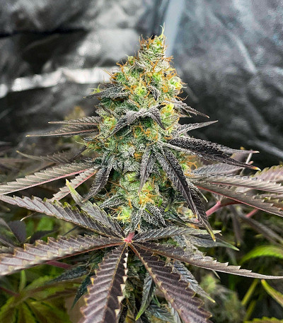 GMO Zkittlez F1 reg (Ethos Genetics) семена конопли