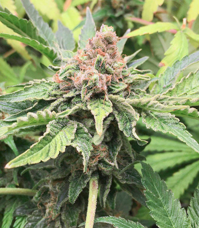 Godzilla Original Glue GG#4 fem (Herbies Seeds) семена конопли