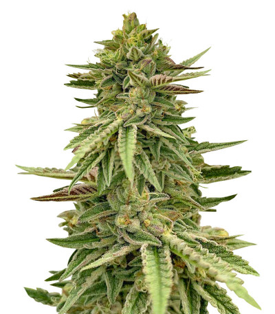 Humboldt Pound Cake fem (Humboldt Seed Company) семена конопли
