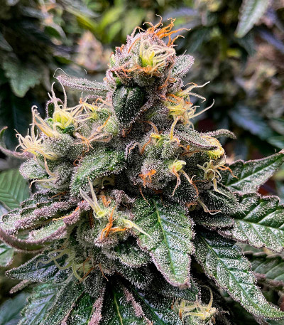 Purple Punch X Lemon Drizzle fem от Barney's Farm семена конопли