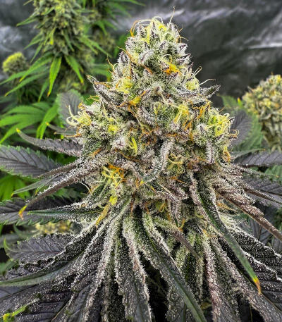 Purple Punch F1 fem (Seedkeepers) семена конопли