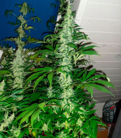 Spiritual Punk fem (Samsara Seeds) семена конопли