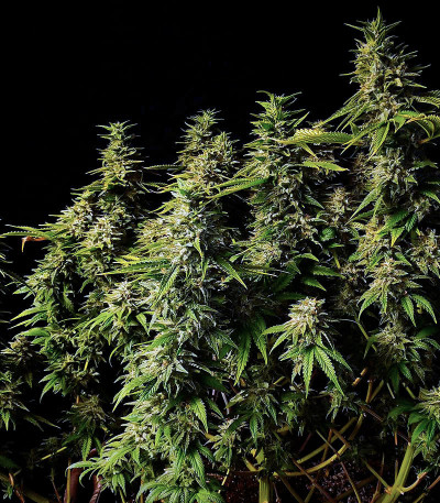 Satori fem (Mandala Seeds) семена конопли