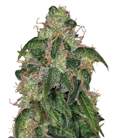 Zero Gravity reg семена конопли