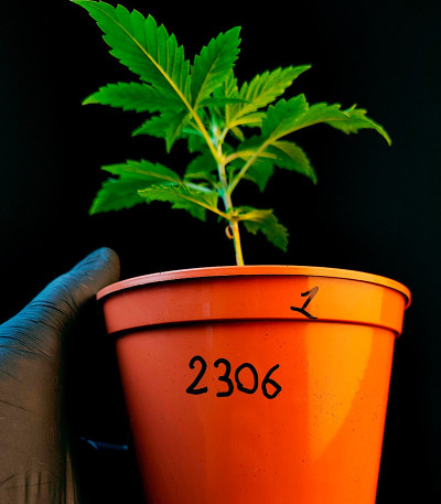 Apple Strudel Auto fem (FastBuds) семена конопли