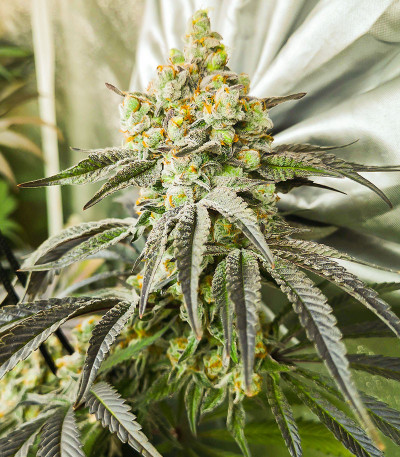 Banana Punch fem (Barney's Farm) семена конопли