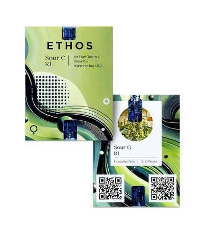 Sour G R1 fem (Ethos Genetics) семена конопли