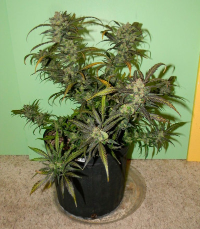 AK-49 fem (Vision Seeds) семена конопли