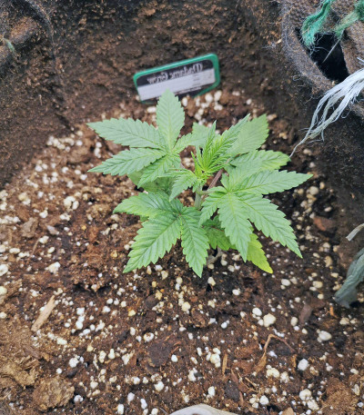 Bruce Banner #3 Fast fem (Original Sensible Seeds) семена конопли