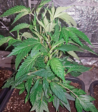 Bubba Kush reg (Humboldt Seeds) семена конопли