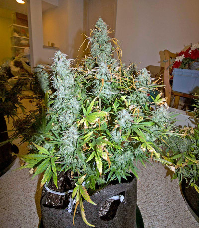 Critical Jack Autoflowering fem (Dinafem Seeds) семена конопли