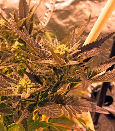 Семена конопли Critical Kush