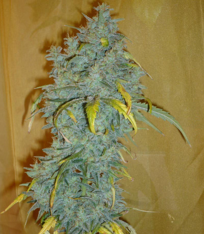 ICE fem (Female Seeds) семена конопли