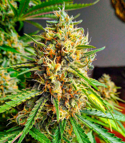 Kaya 47 fem (Advanced Seeds) семена конопли