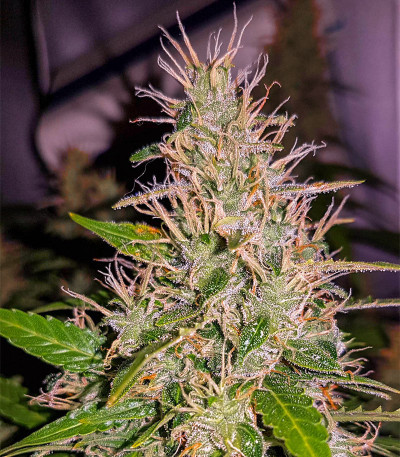 Quick One auto fem (Royal Queen Seeds) семена конопли